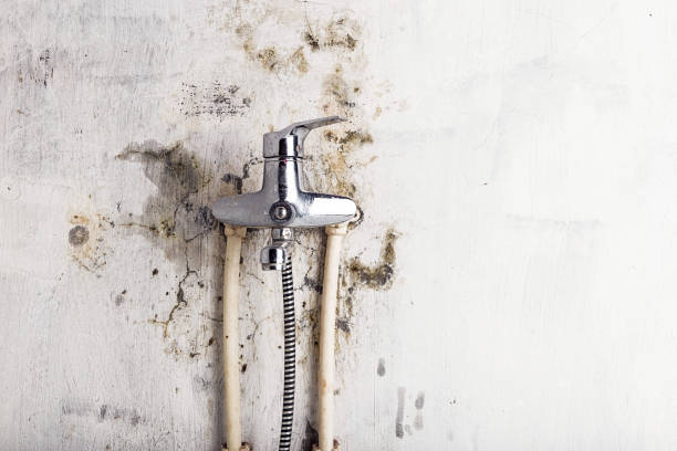 Certified Mold Removal in Alvin, TX