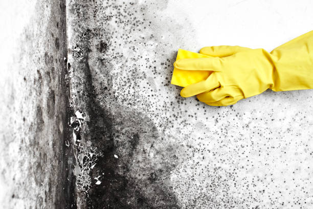 Mold Removal Process in Alvin, TX