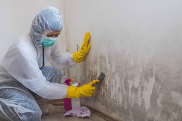 Best Fast Mold Removal  in Alvin, TX