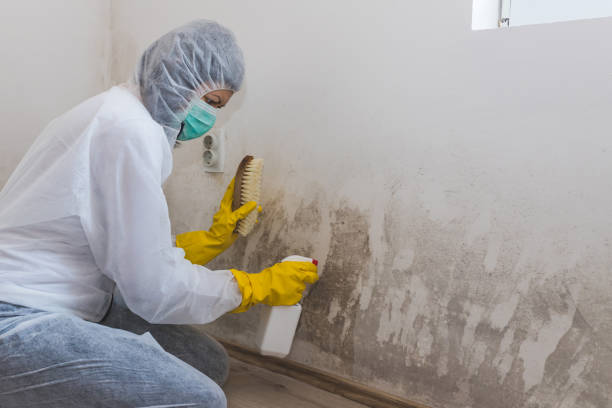 Best Office Mold Removal Services  in Alvin, TX