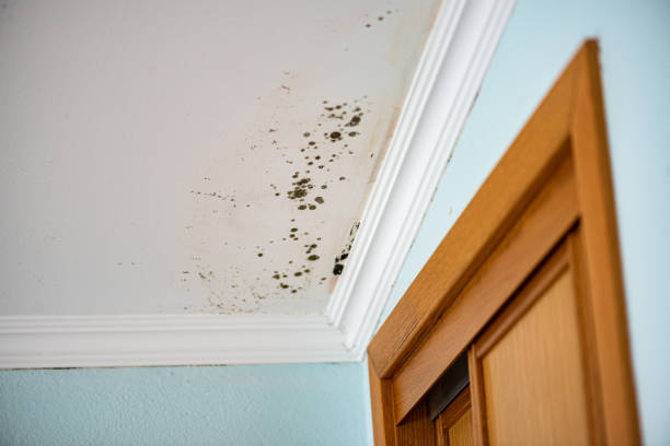 Best Attic Mold Removal  in Alvin, TX