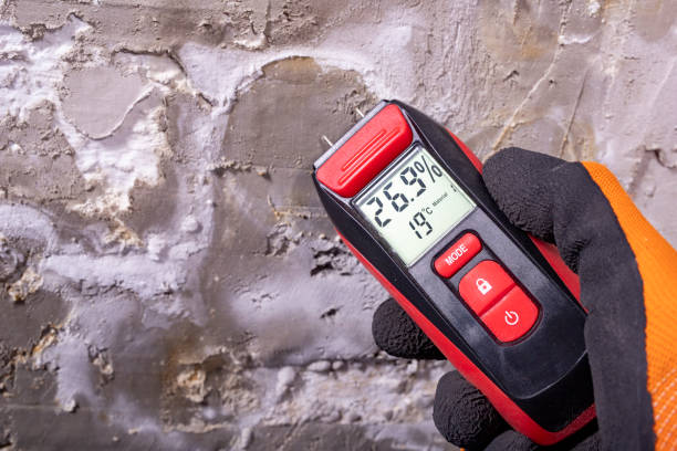 Professional Mold Removal in Alvin, TX