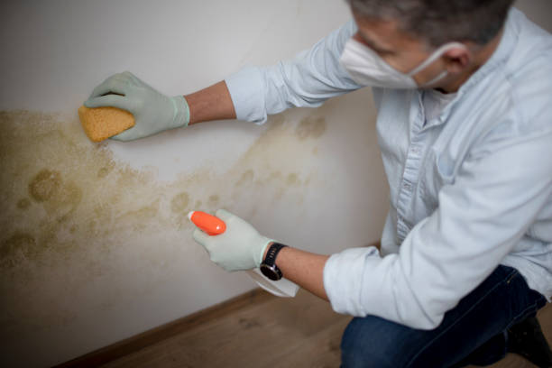 Best Certified Mold Removal  in Alvin, TX