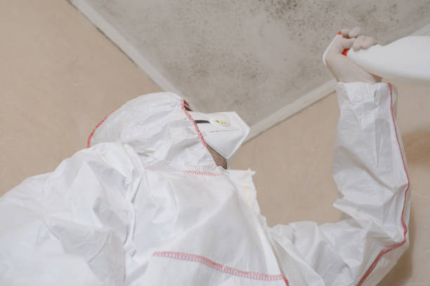 Best Local Mold Removal Service  in Alvin, TX