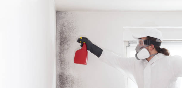 Best Residential Mold Removal  in Alvin, TX