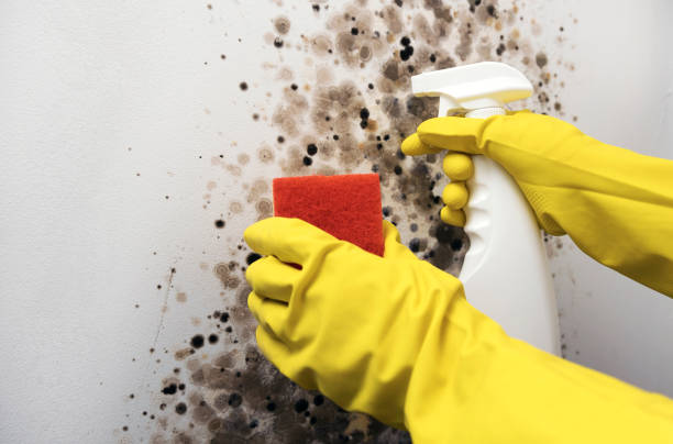 Best Mold Testing  in Alvin, TX