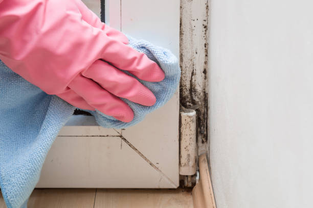 Best Same-Day Mold Removal  in Alvin, TX