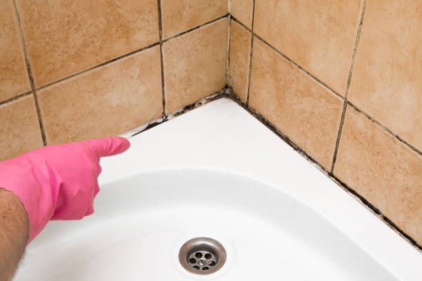 Best Mold Removal Company Near Me  in Alvin, TX